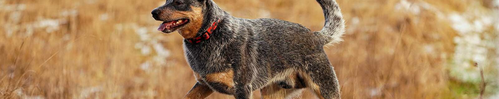 Australian Cattle Dog insurance