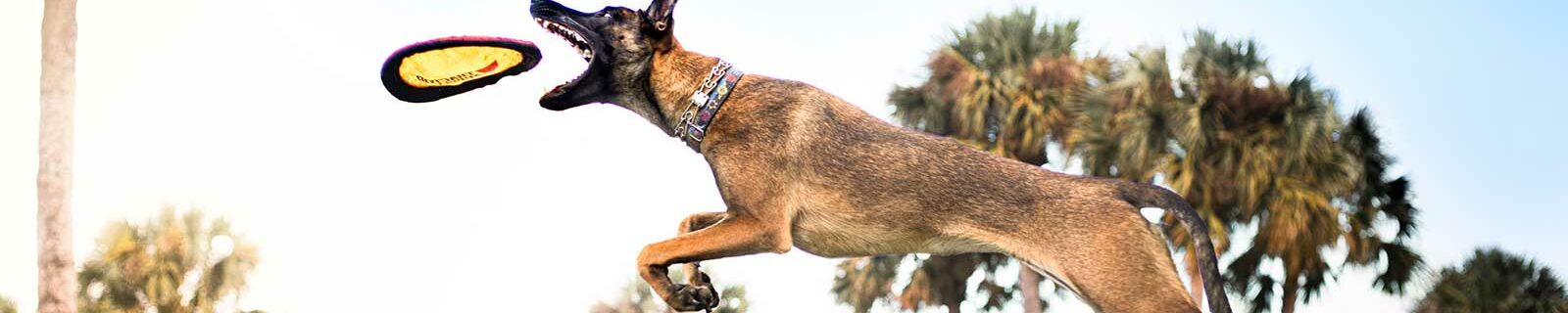 Belgian Malinois dog insurance