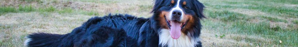 Bernese Mountain Dog Insurance