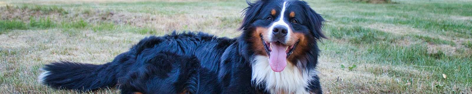 Bernese Mountain Dog Insurance
