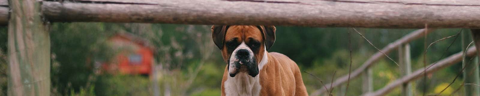 Boxer dog insurance