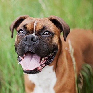 boxer dog insurance