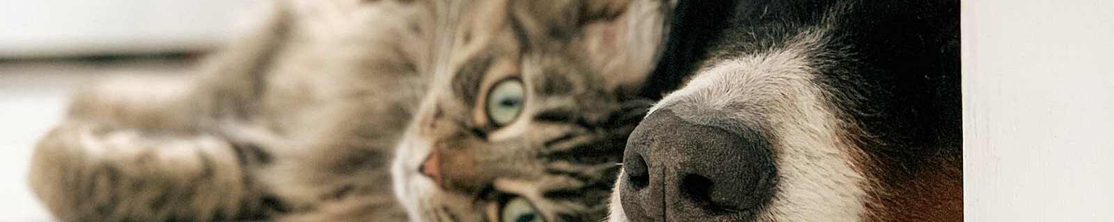 dog and cat pet insurance