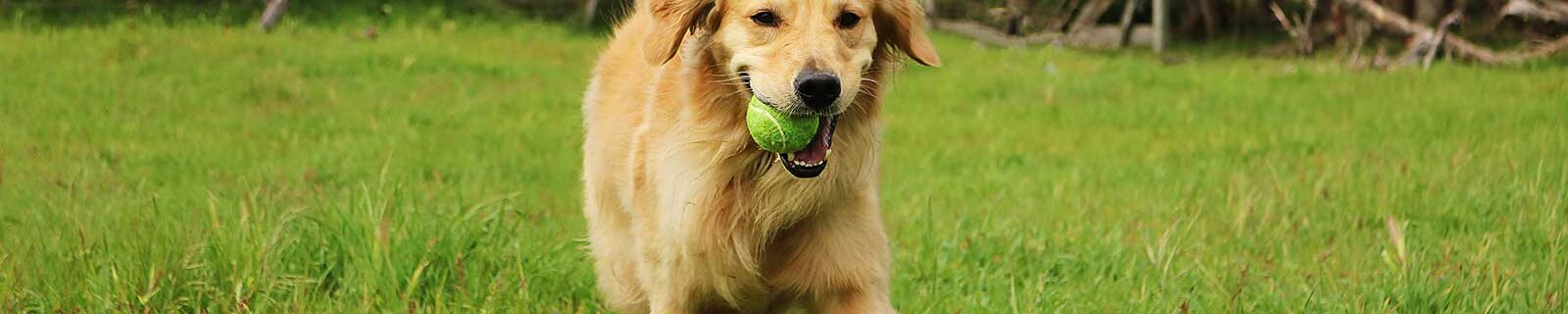 golden retriever pet insurance
