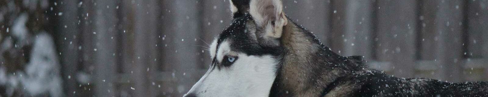 siberian husky pet insurance