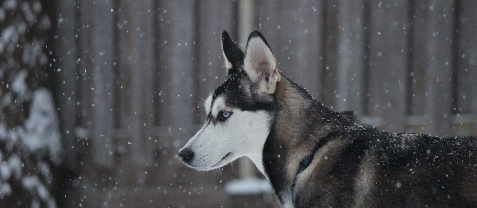 5 Best Pet Insurance for Siberian Huskies (2024 Reviews)