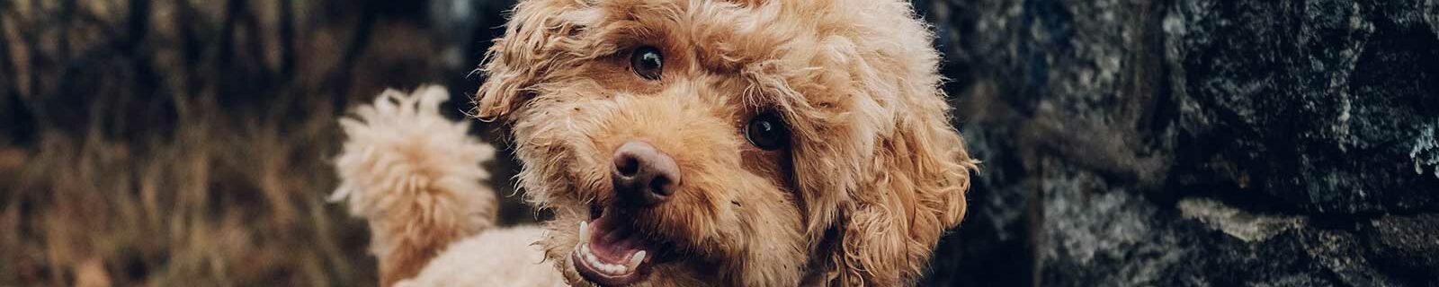 Poodle dog insurance