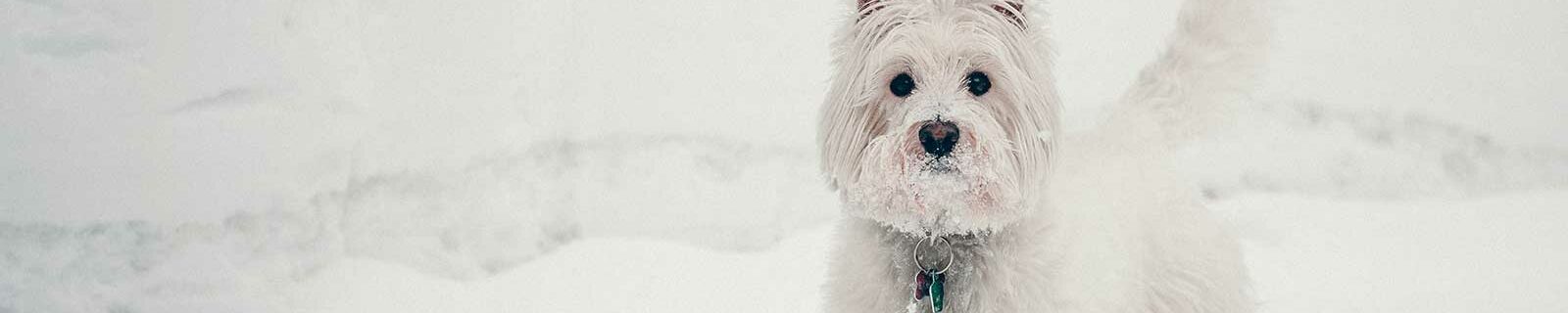 west highland terrier dog insurance