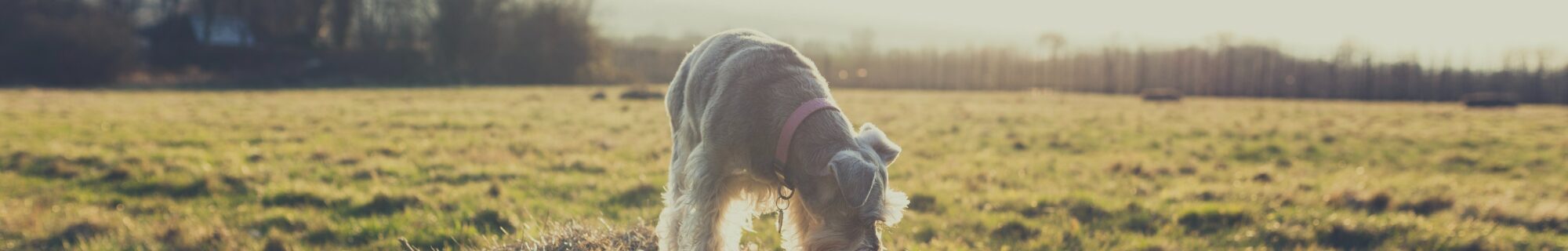 schnauzer pet insurance