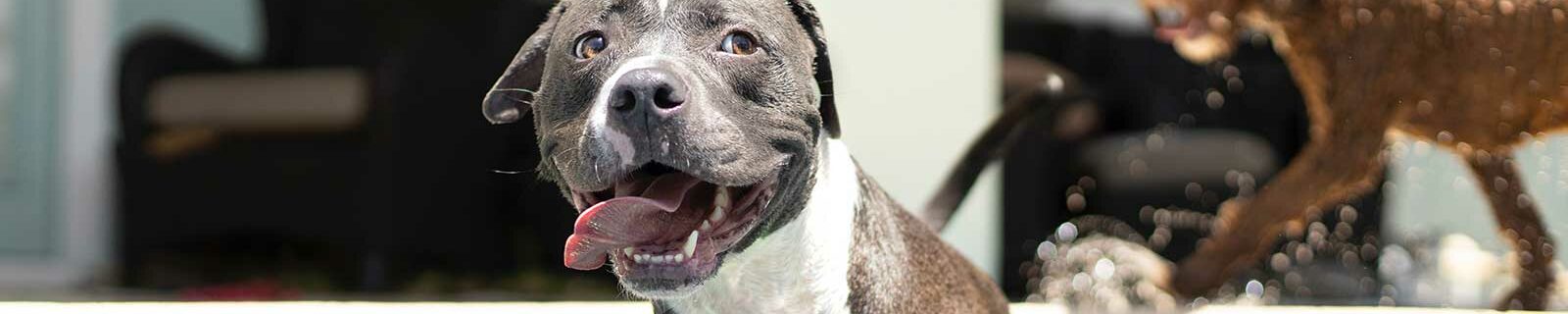 pitbull pet insurance