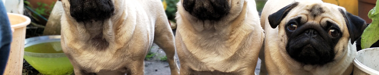 Best Pug pet insurance