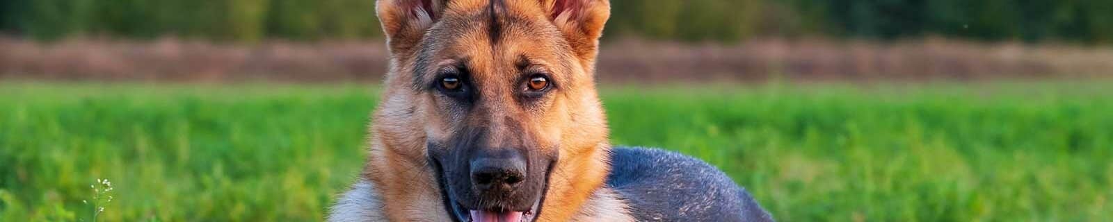 german shepherd pet insurance