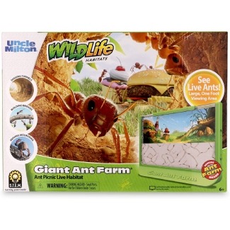 Ant Farm 