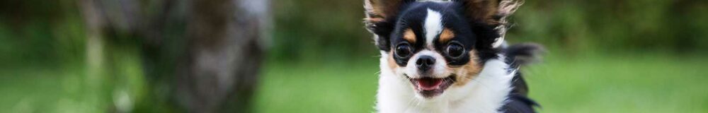 best Chihuahua pet insurance