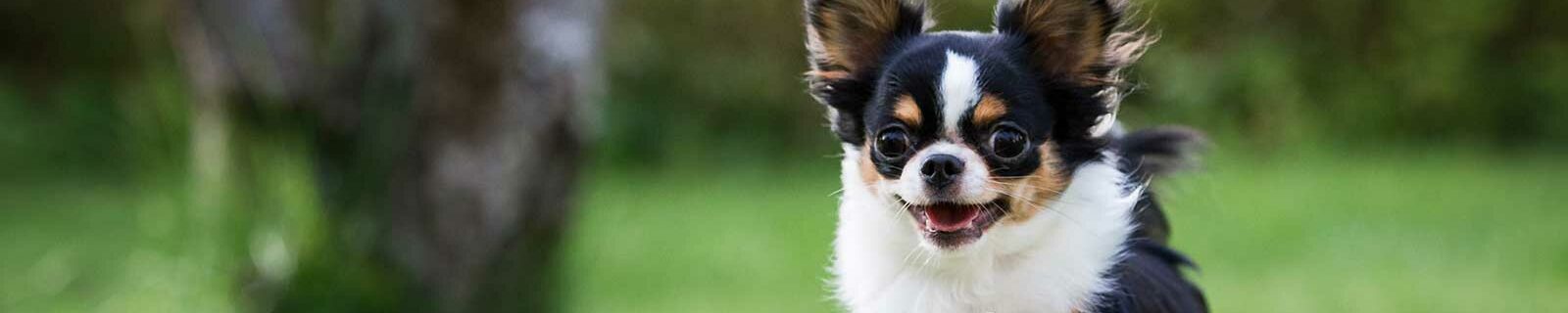 best Chihuahua pet insurance