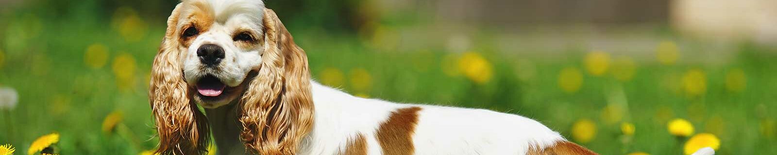 best pet insurance for cocker spaniels