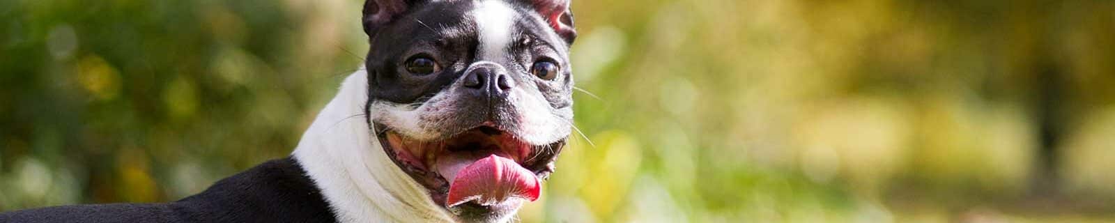 boston terrier pet insurance