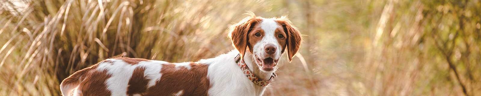 Best Brittany dog pet insurance