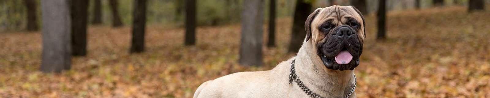 best pet insurance for bullmastiffs