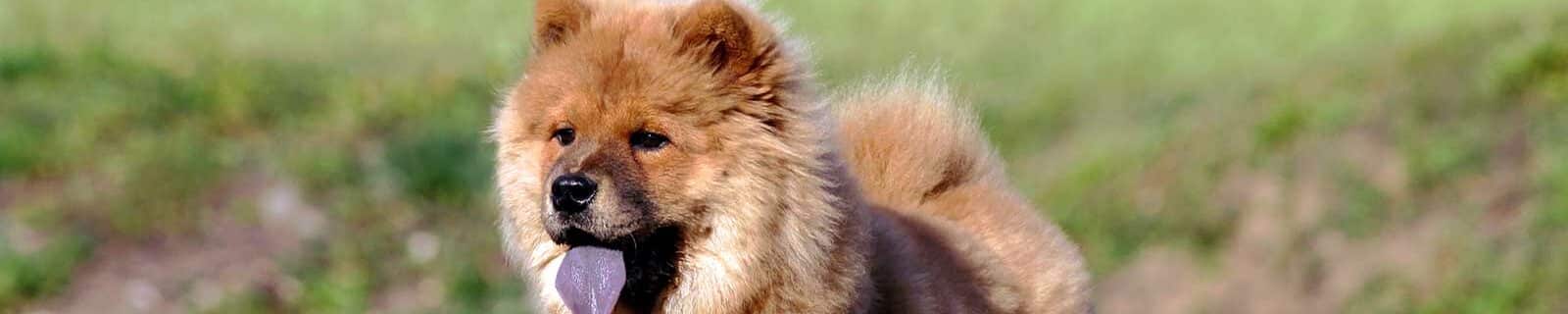 best pet insurance for chow chows
