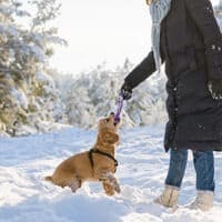 best pet insurance for cocker spaniels