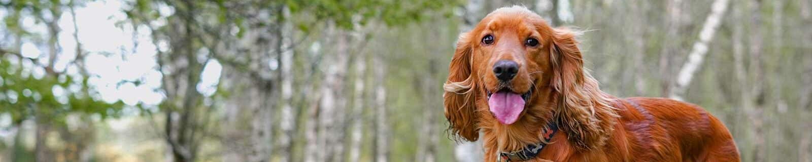 best pet insurance for english cocker spaniels