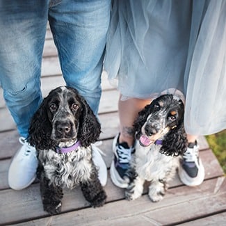 best pet insurance for english cocker spaniels